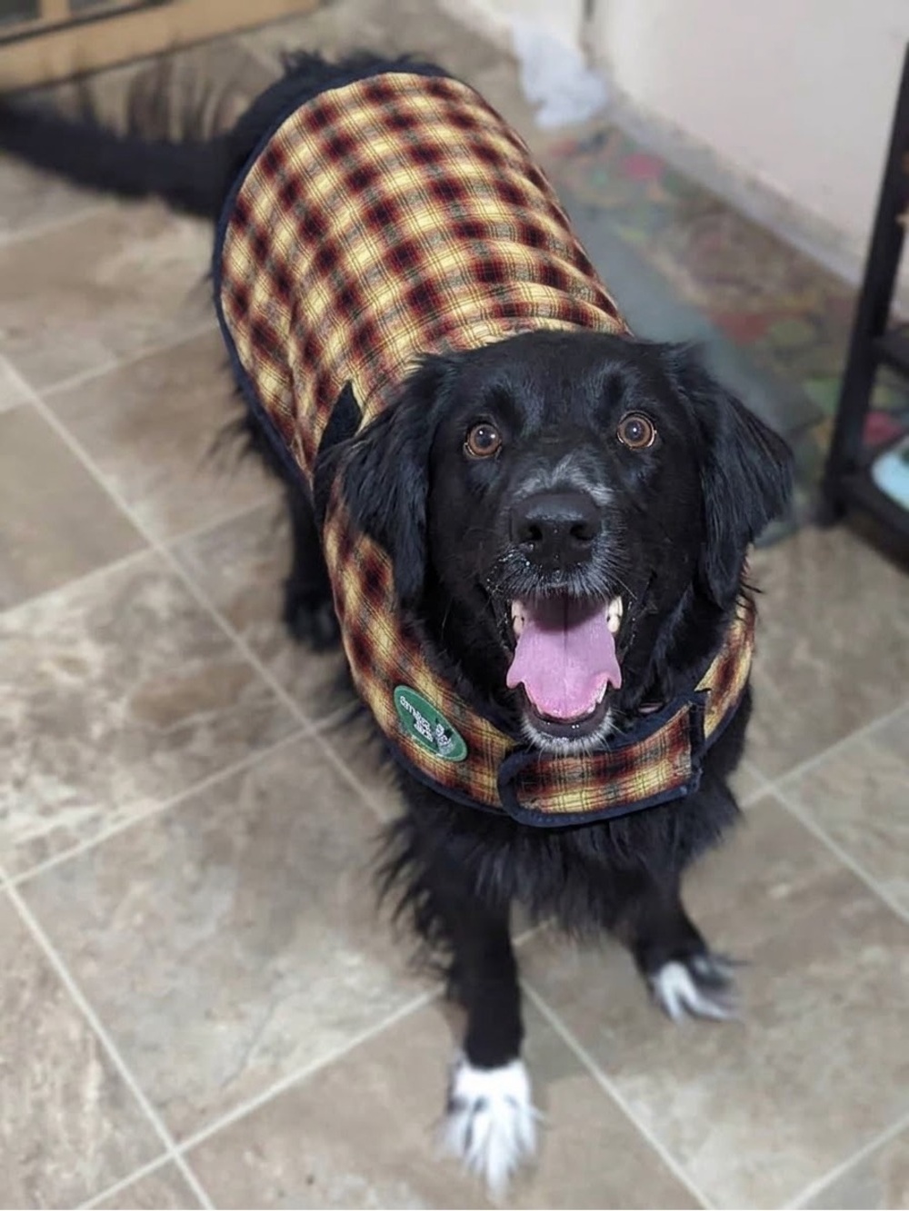 Outback Jack Dog Jacket - Brown/Yellow Plaid & Navy - M/L (see measurements)